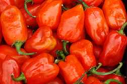 Habanero Hot Sauce Recipe to Melt Your Bottom